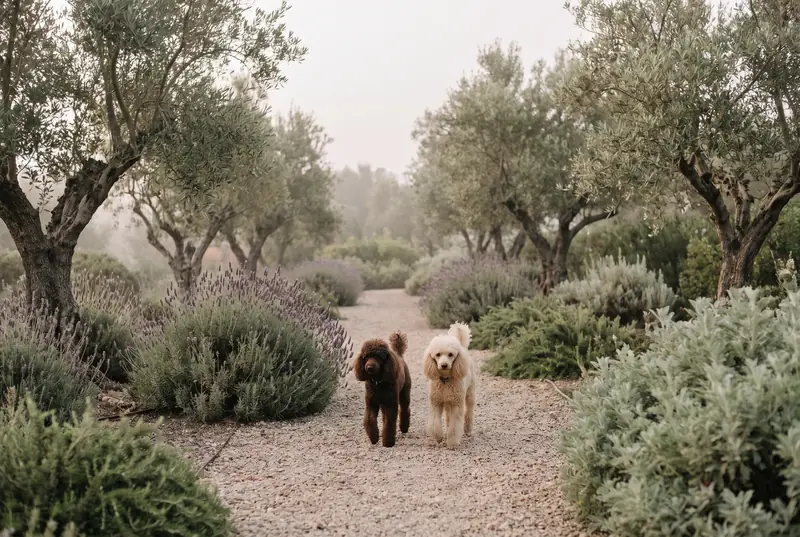 Um Caniche Anão castanho e um creme a passear num jardim com oliveiras e alfazema