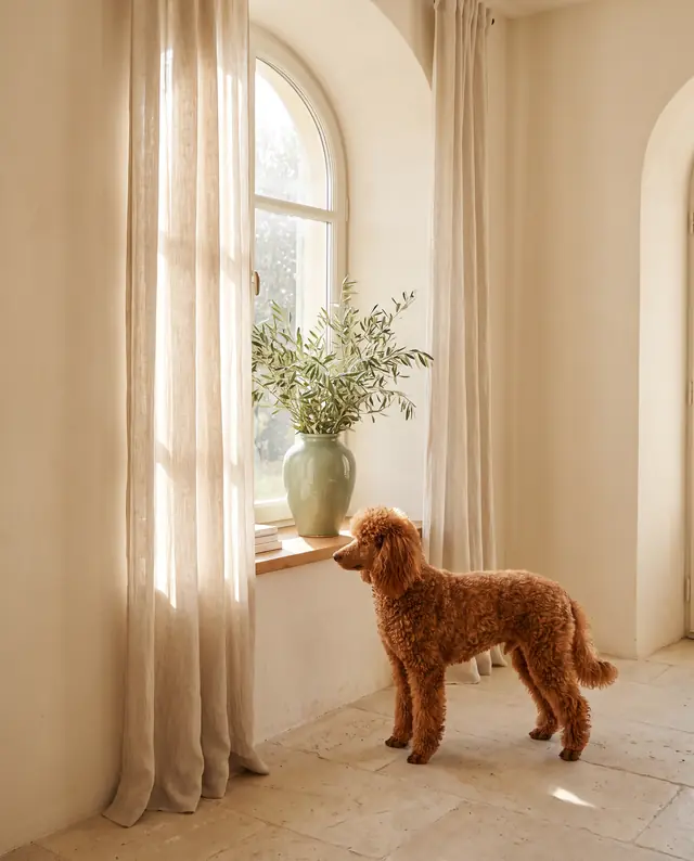 Caniche Anão damasco de pé, de perfil, junto a uma janela em arco